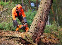 Best Emergency Tree Removal  in Clayton, CA